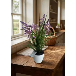 LAVANDA U TEGLI, H36