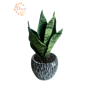 SANSEVERIA U TEGLI